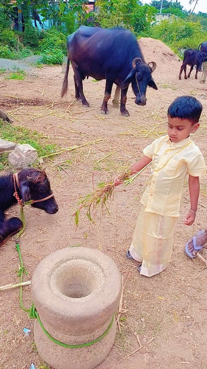 Giving Food to a Cow 1